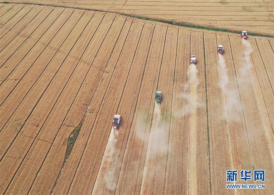 (社會(huì))(5)“糧王”開鐮收麥