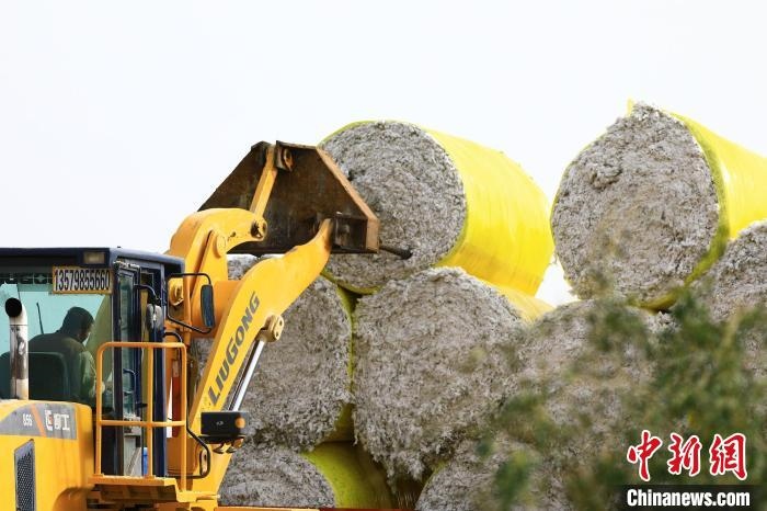 叉車將采棉機吐出的“金蛋蛋”裝車。　高雙強 攝