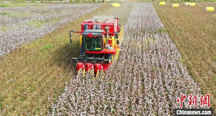 采棉機正在采收棉花，猶如在五線譜上跳動的音符，正在演奏豐收的樂章?！∷谓?攝