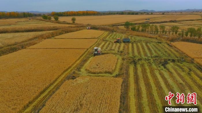 圖為科右中旗杜爾基鎮(zhèn)雙金嘎查的萬畝水稻田進(jìn)入集中收割期?！≮w殿威 攝