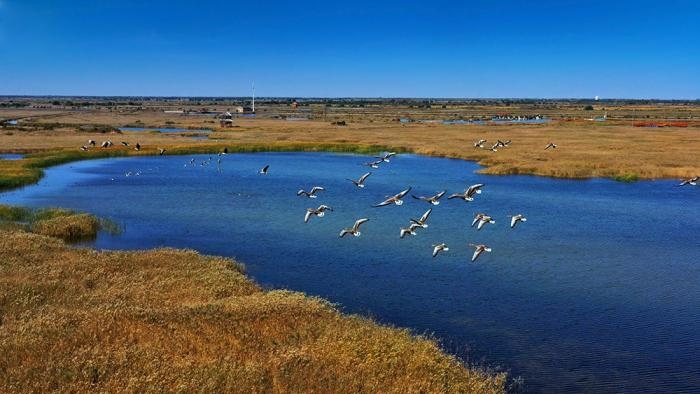 △黃河三角洲擁有天然蘆葦270平方公里，是東北亞內(nèi)陸和環(huán)西太平洋鳥類遷徙重要的“中轉(zhuǎn)站”、越冬地和繁殖地。(總臺(tái)央視記者李煒、程鋮拍攝)