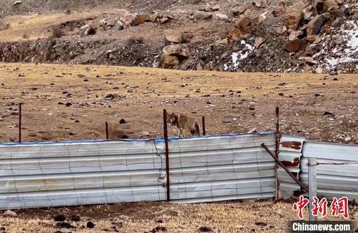 圖為闖入村民家中的野狼。　興?？h公安局溫泉派出所供圖