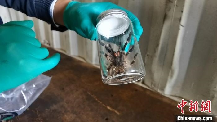 張家港海關(guān)工作人員截獲捕鳥蛛?！⊥踅〕?攝