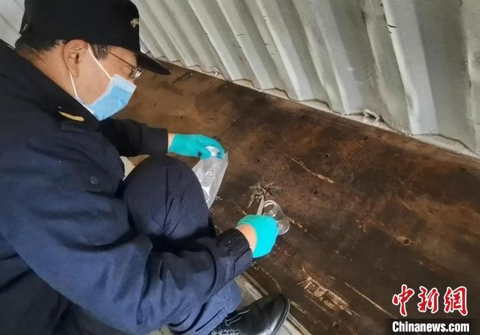 張家港海關(guān)工作人員截獲捕鳥蛛。　王健超 攝