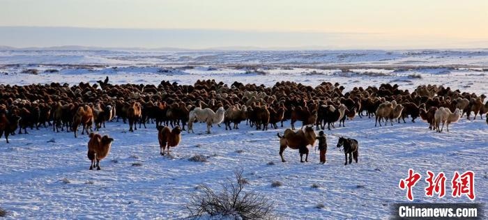 進(jìn)入冬季，駱駝在戈壁灘上散養(yǎng)?！」o琨 攝