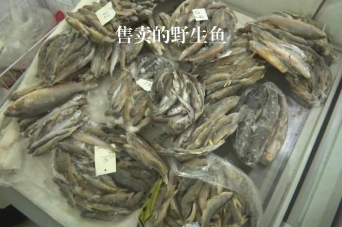 2021年12月6日，督察組現(xiàn)場隨機(jī)抽查發(fā)現(xiàn)，保護(hù)區(qū)附近餐館仍然存在非法經(jīng)營野生河魚的問題