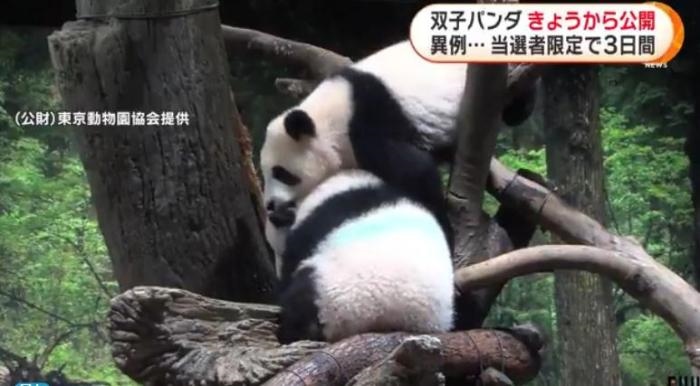 12日，日本東京上野動(dòng)物園的旅日雙胞胎熊貓開始同游客見面。(圖片來源：日本富士電視臺(tái)視頻截圖)