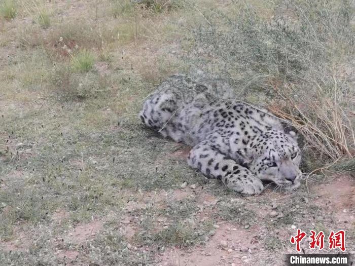 圖為在四子王旗發(fā)現(xiàn)的雪豹(資料圖)?！∷淖油跗炀焦﹫D