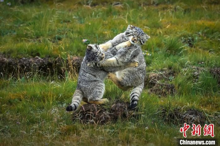 圖為作品《難分伯仲》。　焦生福 攝