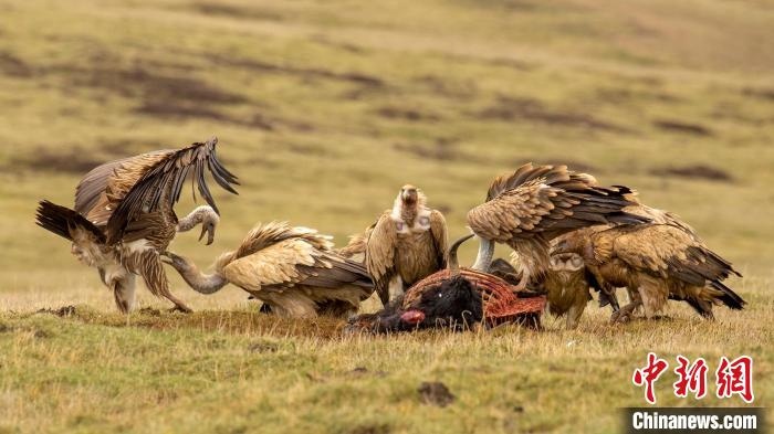 圖為作品《聚會(huì)》。　尕布藏才郎 攝