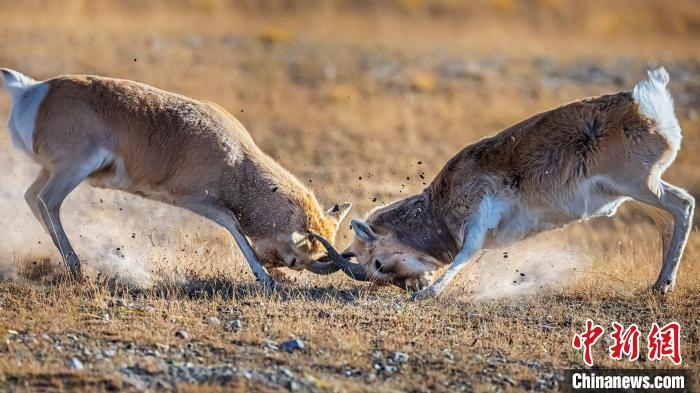 圖為作品《勢(shì)均力敵3》 焦生福 攝