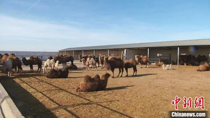 圖為額濟(jì)納旗駝奶產(chǎn)業(yè)基地?！⊥蹰L梅 攝