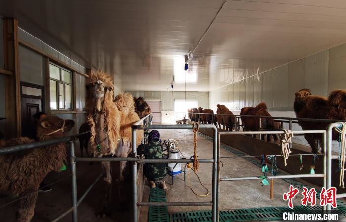 圖為共人正在給駱駝擠奶?！⊥蹰L梅 攝