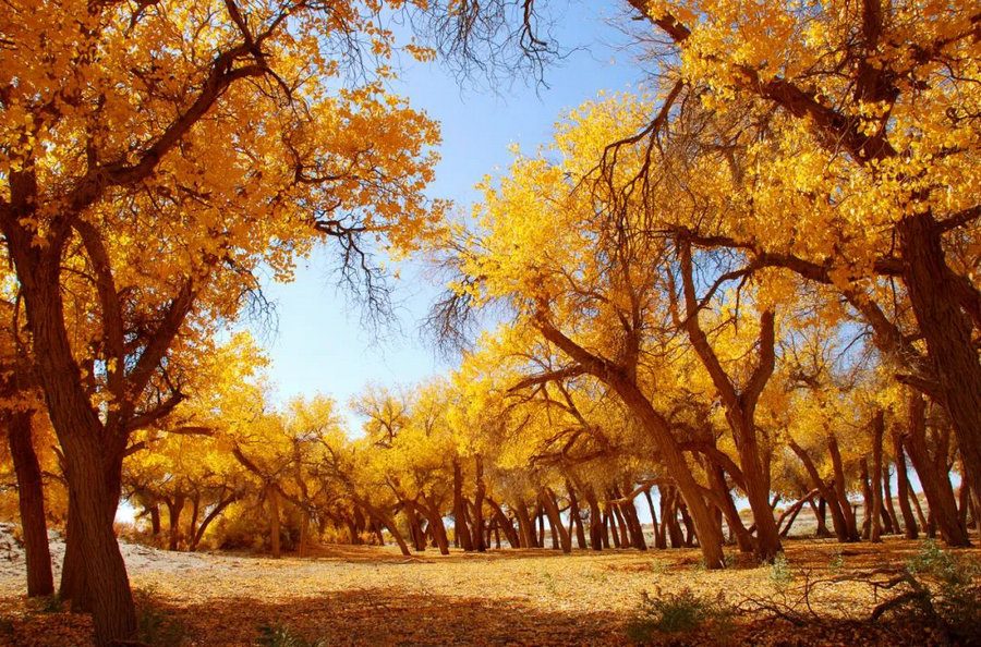 1723099098457901.jpg 640 (19).jpg