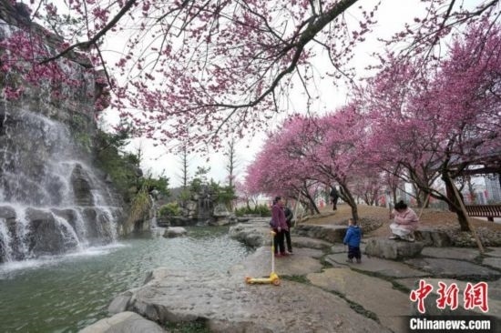 2月23日，市民在乾藝梅園景區(qū)觀賞綻放的梅花。陳興輝 攝