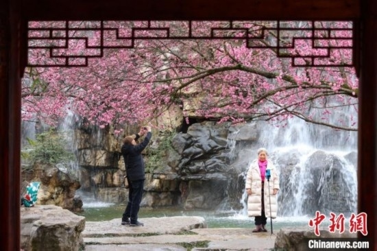 2月23日，市民在乾藝梅園景區(qū)觀賞拍攝綻放的梅花。瞿宏倫 攝