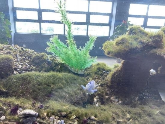 圖為寶鋼湛江鋼鐵水控中心，觀賞海魚(yú)在鋼渣漁礁里游動(dòng)