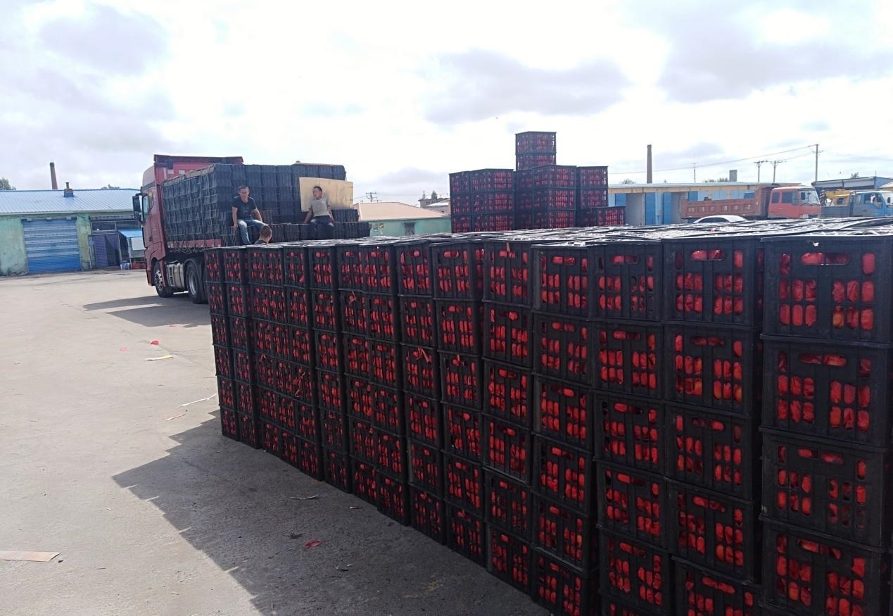 　　外銷的蔬菜在市場等待拉運。受訪者供圖