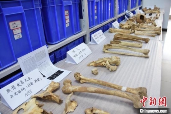 圖為已清理完畢的骨骼標(biāo)本。王宇 攝