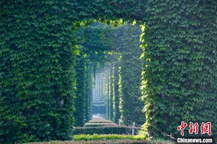 成都二環(huán)高架橋墩被植被爬滿，形成“綠野仙蹤”景觀?！埨?攝