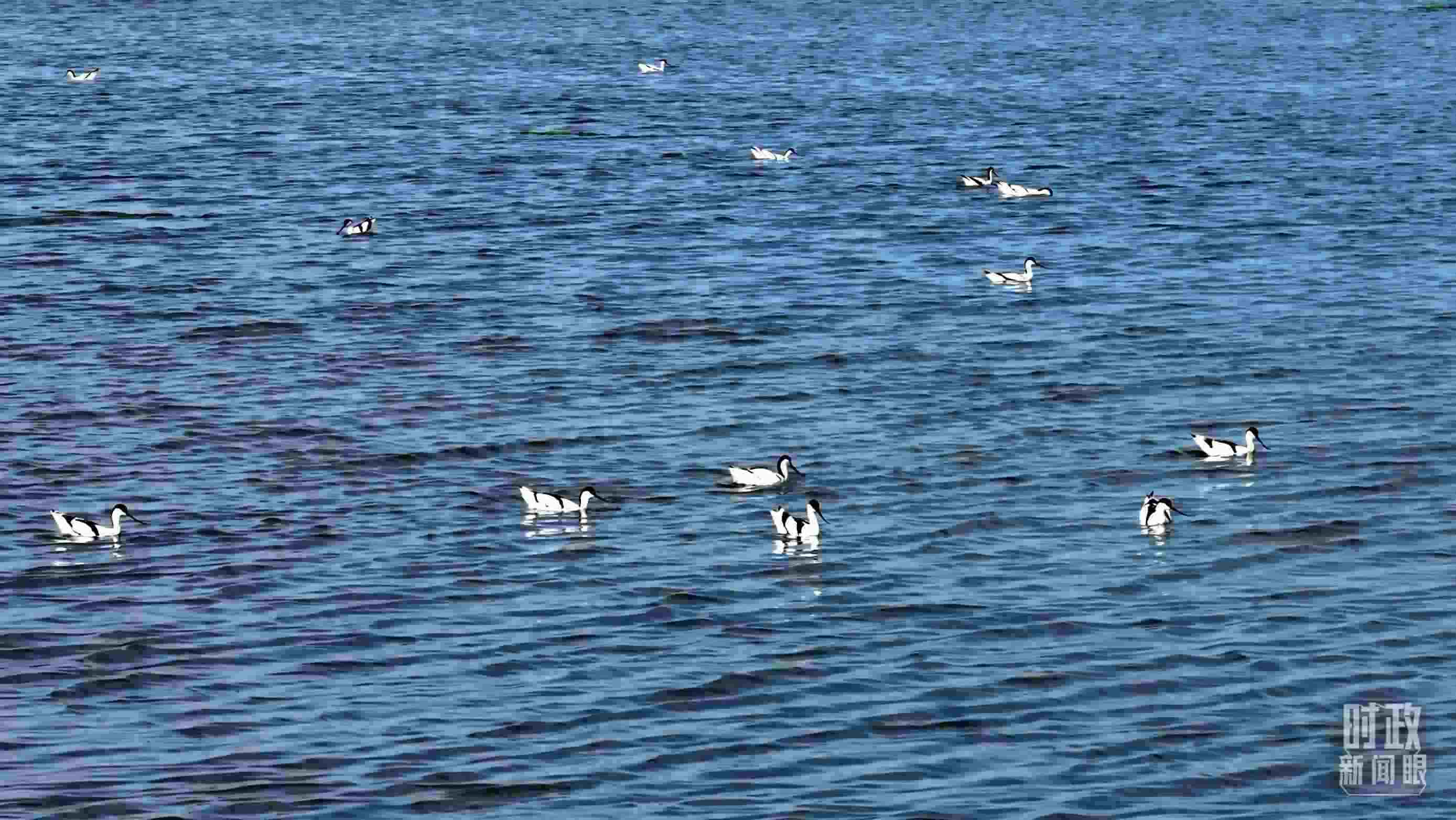 △鹽湖棲息的鳥類。（總臺(tái)記者裴大偉、康曉宇拍攝）