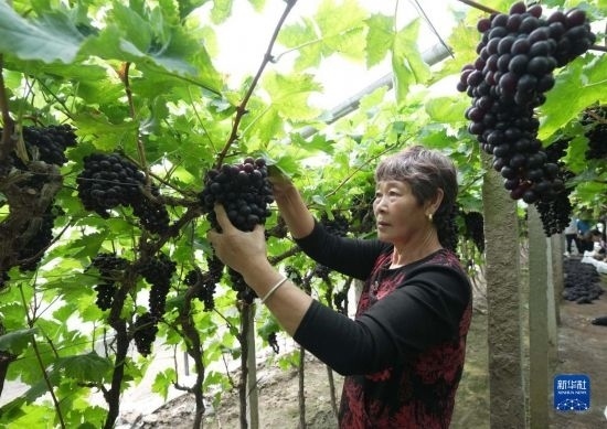 5月26日，唐山市海港經(jīng)濟(jì)開發(fā)區(qū)王灘鎮(zhèn)趙灘村農(nóng)民在大棚內(nèi)采摘葡萄。