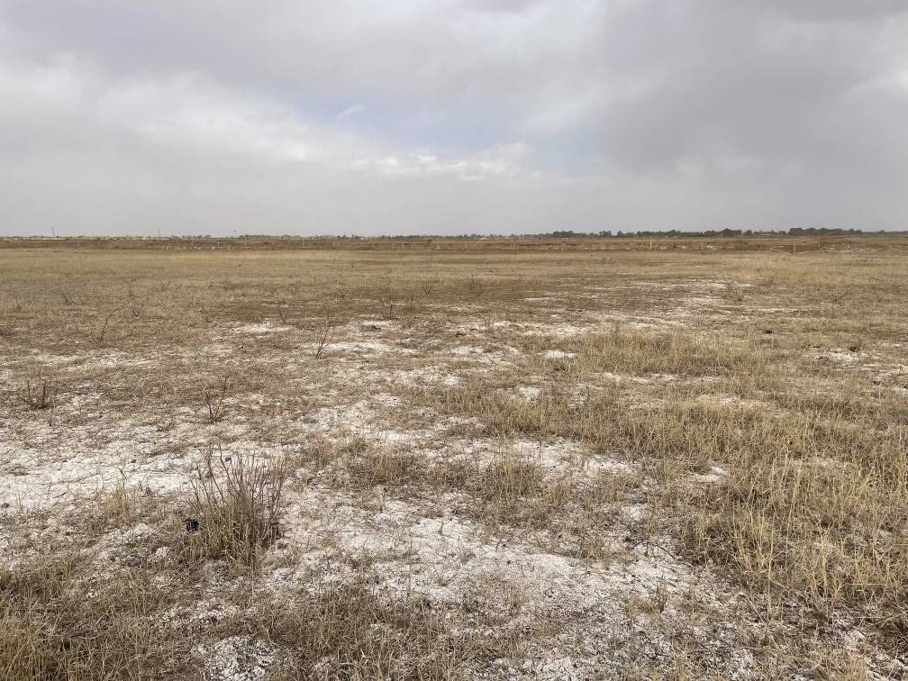 撂荒后的部分地塊已現(xiàn)鹽堿。 人民網記者 楊喬攝