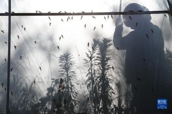 6月21日，山東省樂陵市西段鄉(xiāng)岔河村東亞飛蝗養(yǎng)殖基地的養(yǎng)殖戶在大棚內(nèi)忙碌。新華社記者 范長(zhǎng)國(guó) 攝