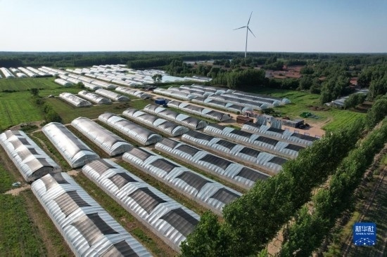 這是6月21日在山東省樂陵市西段鄉(xiāng)岔河村拍攝的東亞飛蝗養(yǎng)殖基地（無(wú)人機(jī)照片）。新華社記者 范長(zhǎng)國(guó) 攝