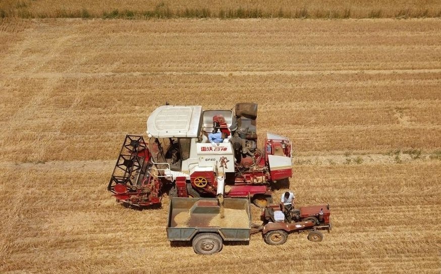 2023年6月14日，在山東省臨邑縣林子鎮(zhèn)，聯(lián)合收割機(jī)在收獲小麥。