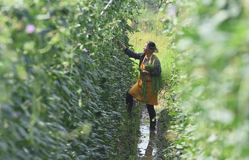 2023年6月15日，在廣西柳州市鹿寨縣中渡鎮(zhèn)石墨村，村民在高標(biāo)準(zhǔn)農(nóng)田里采收豆角。