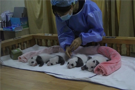 成都大熊貓繁育研究基地成立于1987年，先后攻克了大熊貓人工飼養(yǎng)與管理、繁殖與育幼、疾病防控與種群遺傳管理等關鍵技術(shù)難題，建成全球最大的大熊貓人工繁育遷地保護種群，數(shù)量達230余只。（圖片來源：成都大熊貓繁育研究基地網(wǎng)站）