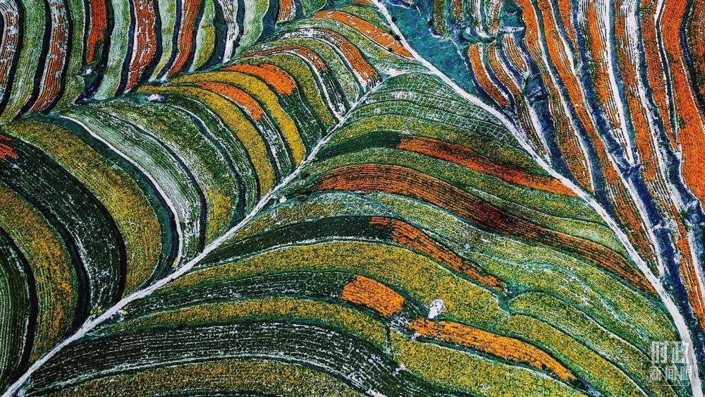 寧夏彭陽縣。萬壽菊與格?；ㄊ㈤_在錯(cuò)落的山間梯田上。（總臺(tái)國廣記者李晉拍攝）