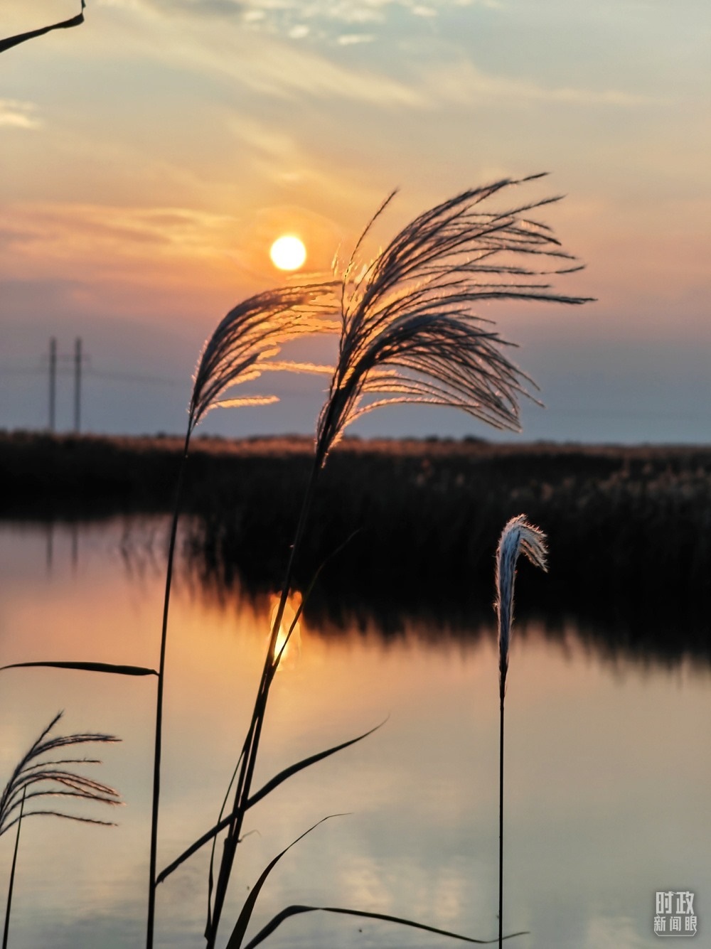 2021年10月，習(xí)近平赴山東東營考察黃河入?？?。黃河三角洲濕地，蘆葦飄蕩。（總臺(tái)央視記者彭漢明拍攝）