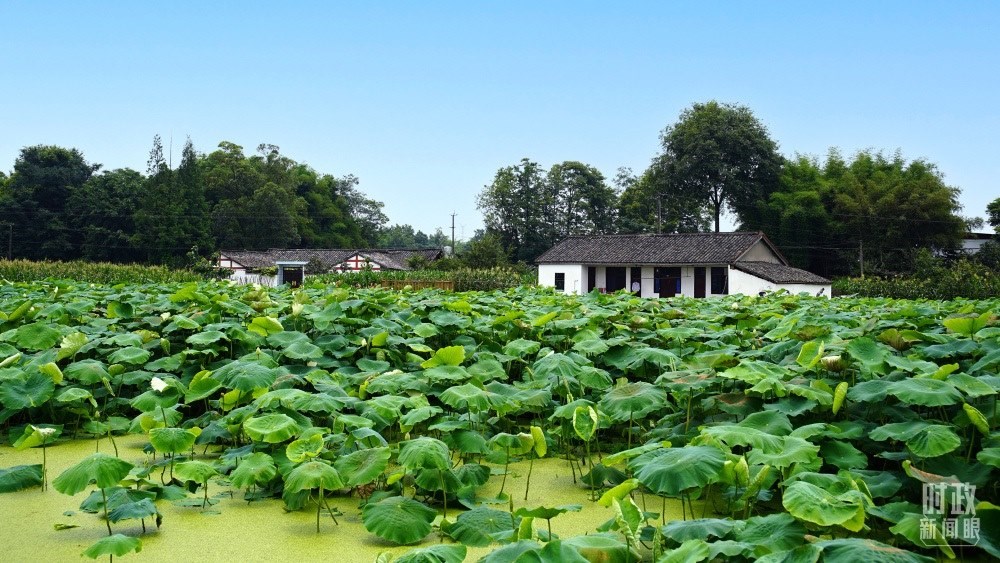 四川眉山，永豐村荷塘。2022年6月，習(xí)近平曾到此調(diào)研鄉(xiāng)村振興情況。（總臺(tái)央廣記者潘毅拍攝）