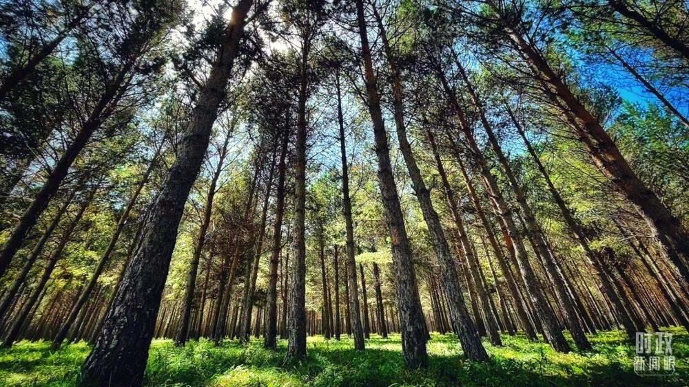 河北塞罕壩。（總臺(tái)央視記者謝曉光拍攝）