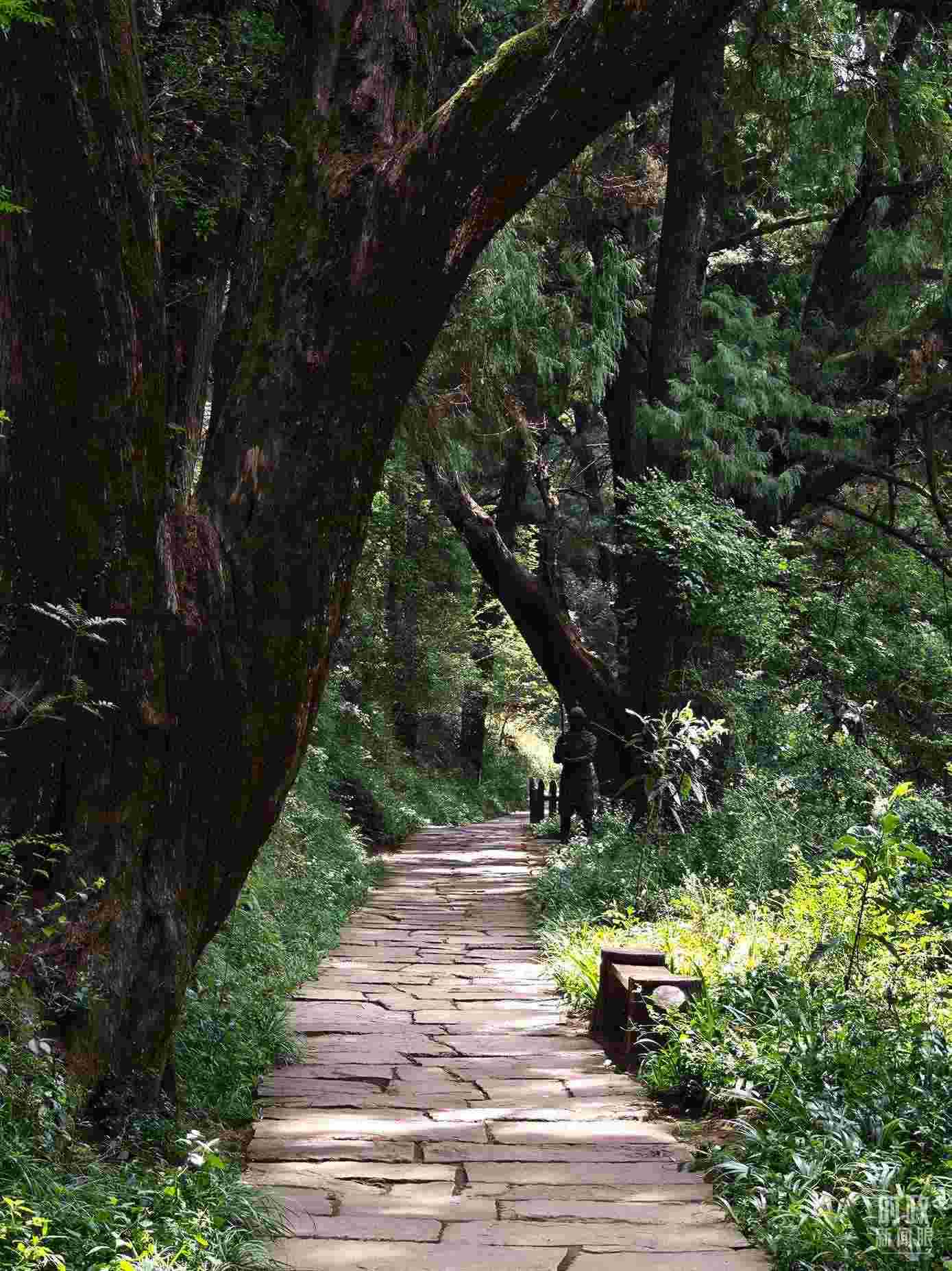 △古蜀道與古柏。（總臺(tái)央視記者彭漢明拍攝）