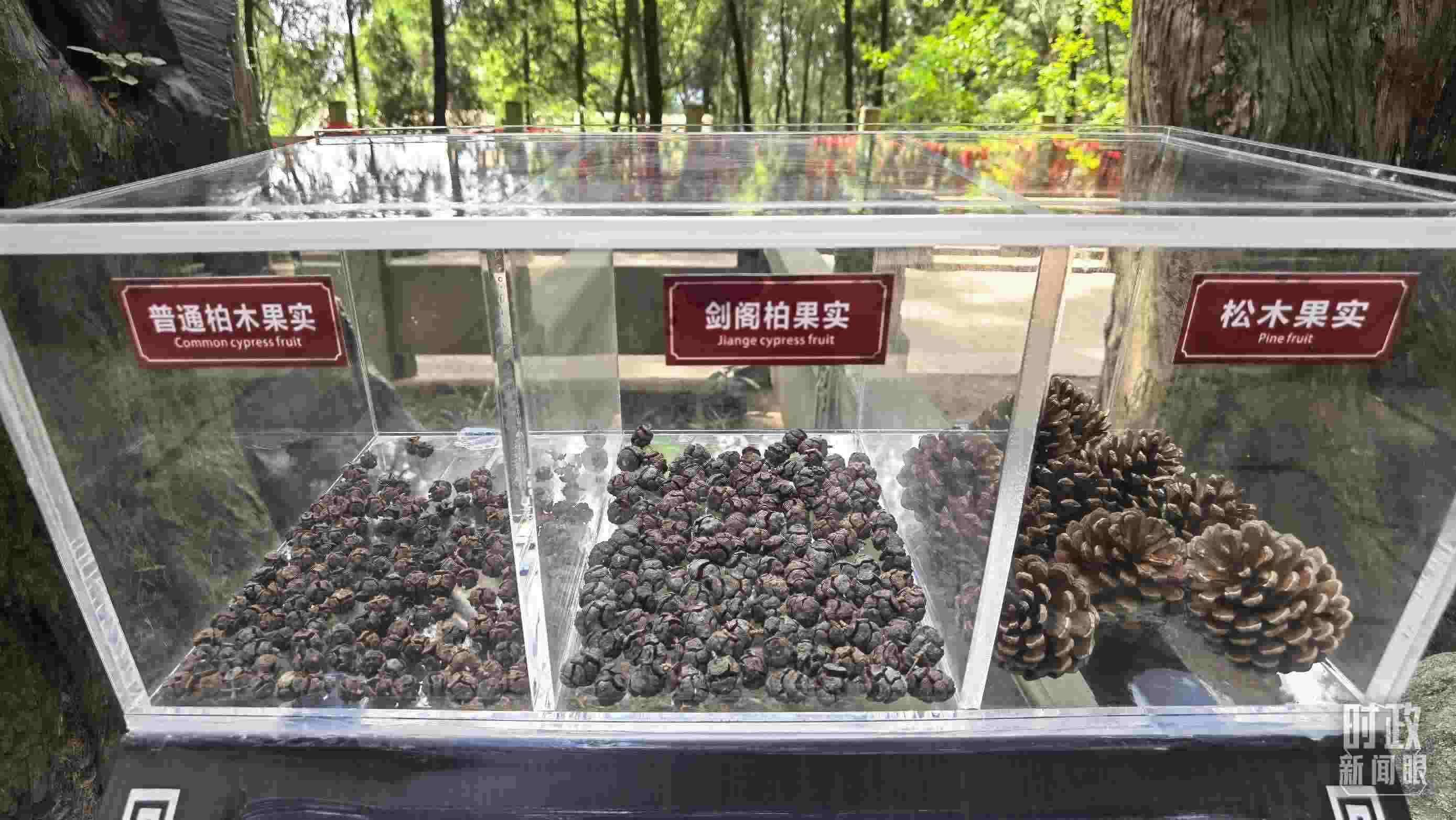 △翠云廊古蜀道，現(xiàn)場(chǎng)陳列的柏木和松木果實(shí)。（總臺(tái)央視記者石丞拍攝）