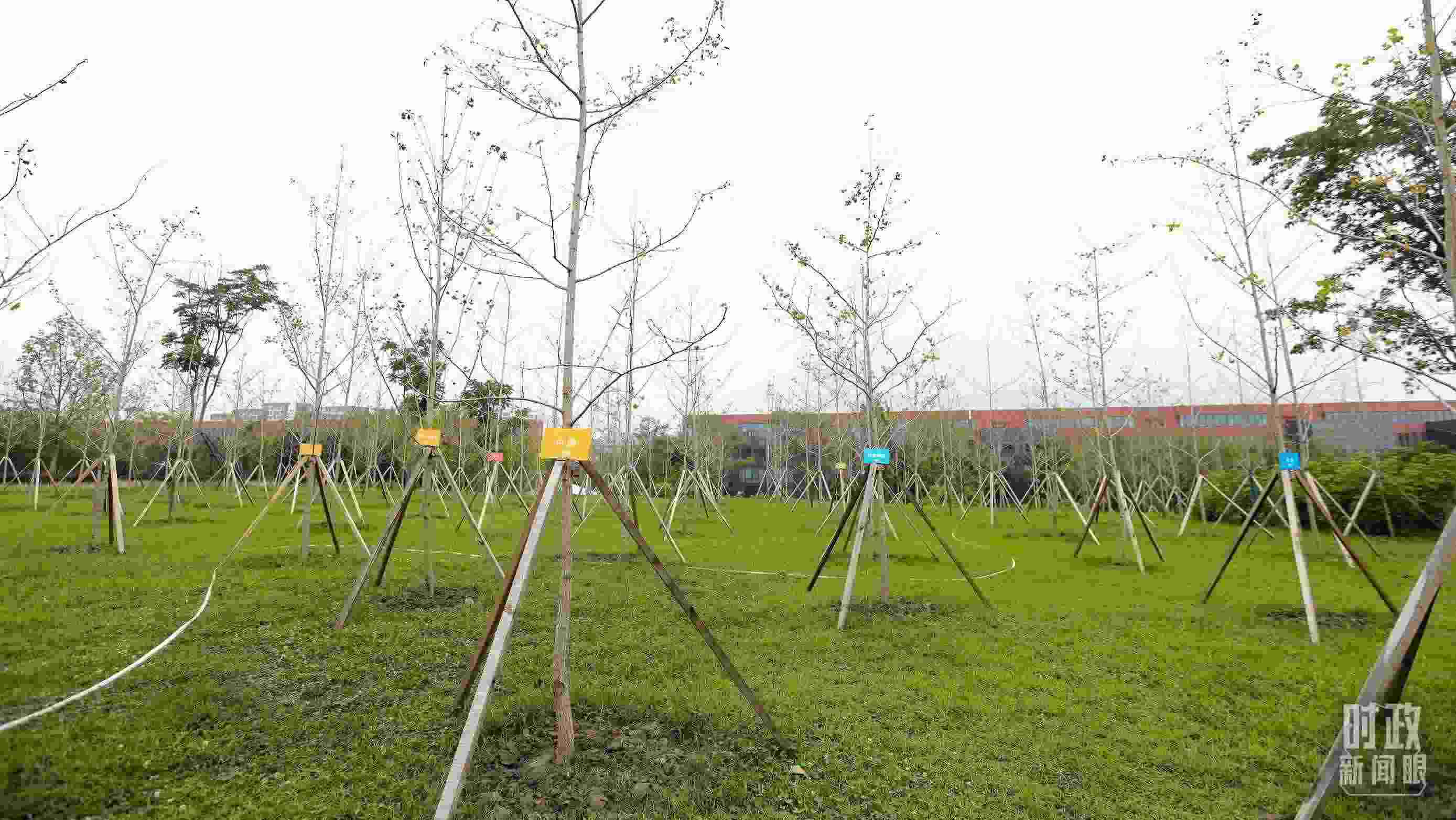 成都大運(yùn)村內(nèi)專門種植了友誼林，各國(guó)代表團(tuán)都可認(rèn)領(lǐng)。