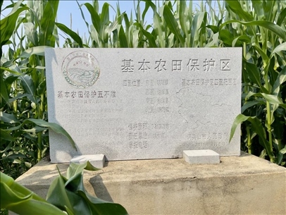 玉米地地頭放置的基本農田標志碑（中國之聲記者江曉晨 攝）