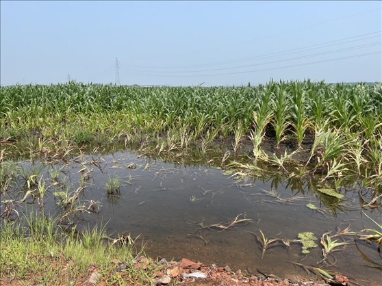 復墾過后仍有地塊積水（中國之聲記者江曉晨 攝）