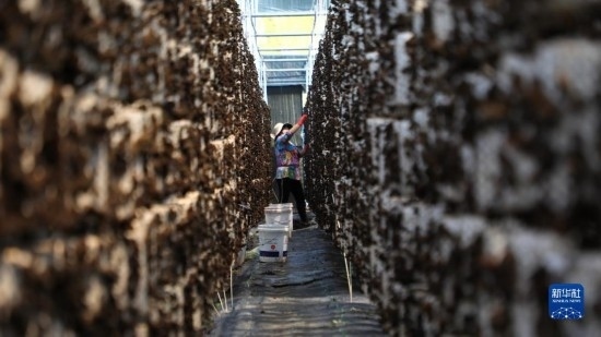 7月29日，在卓尼縣納浪鎮(zhèn)納浪村黑木耳種植基地，農(nóng)戶在采摘黑木耳。