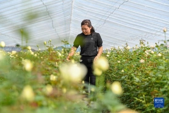8月17日，吉林省德惠市朱城子鎮(zhèn)沿河村程雪家庭農(nóng)場的負責人楊雪在查看玫瑰花長勢。新華社記者 張楠 攝