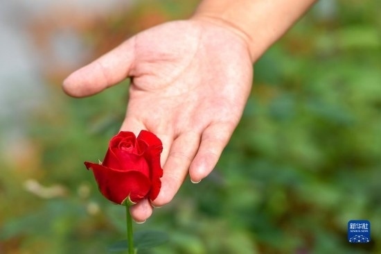 8月17日，吉林省德惠市朱城子鎮(zhèn)沿河村程雪家庭農(nóng)場的負責人楊雪在查看玫瑰花長勢。新華社記者 張楠 攝