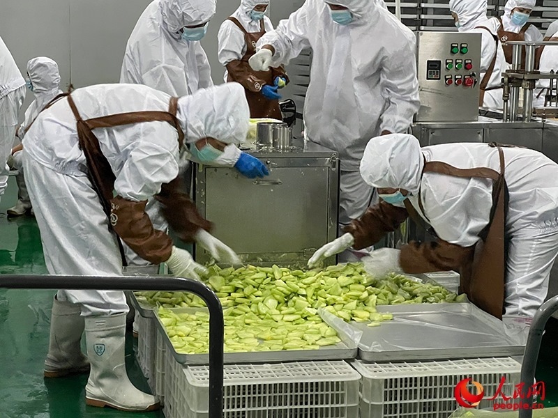 切片哈密瓜將被做成凍干食品。人民網(wǎng)記者 常雪梅攝