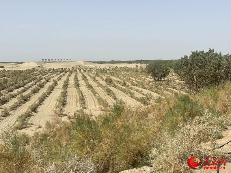 麥蓋提縣百萬畝防風(fēng)固沙生態(tài)林建設(shè)工程。人民網(wǎng)記者 常雪梅攝
