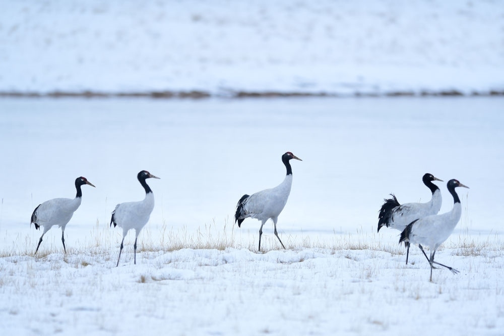 2021年10月21日在三江源國(guó)家公園黃河源園區(qū)內(nèi)拍攝的黑頸鶴。新華社記者 張龍 攝