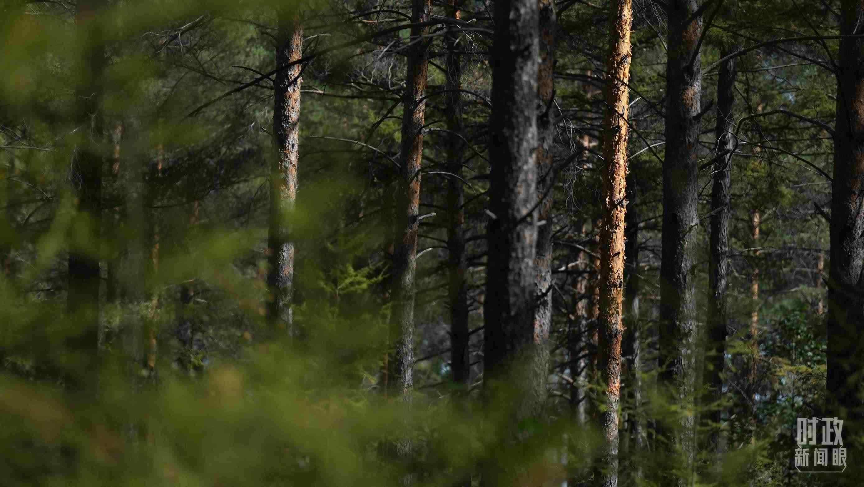 △漠河林場有天然林3.54萬公頃、蓄積量325.3萬立方米。（總臺國廣記者李晉拍攝）