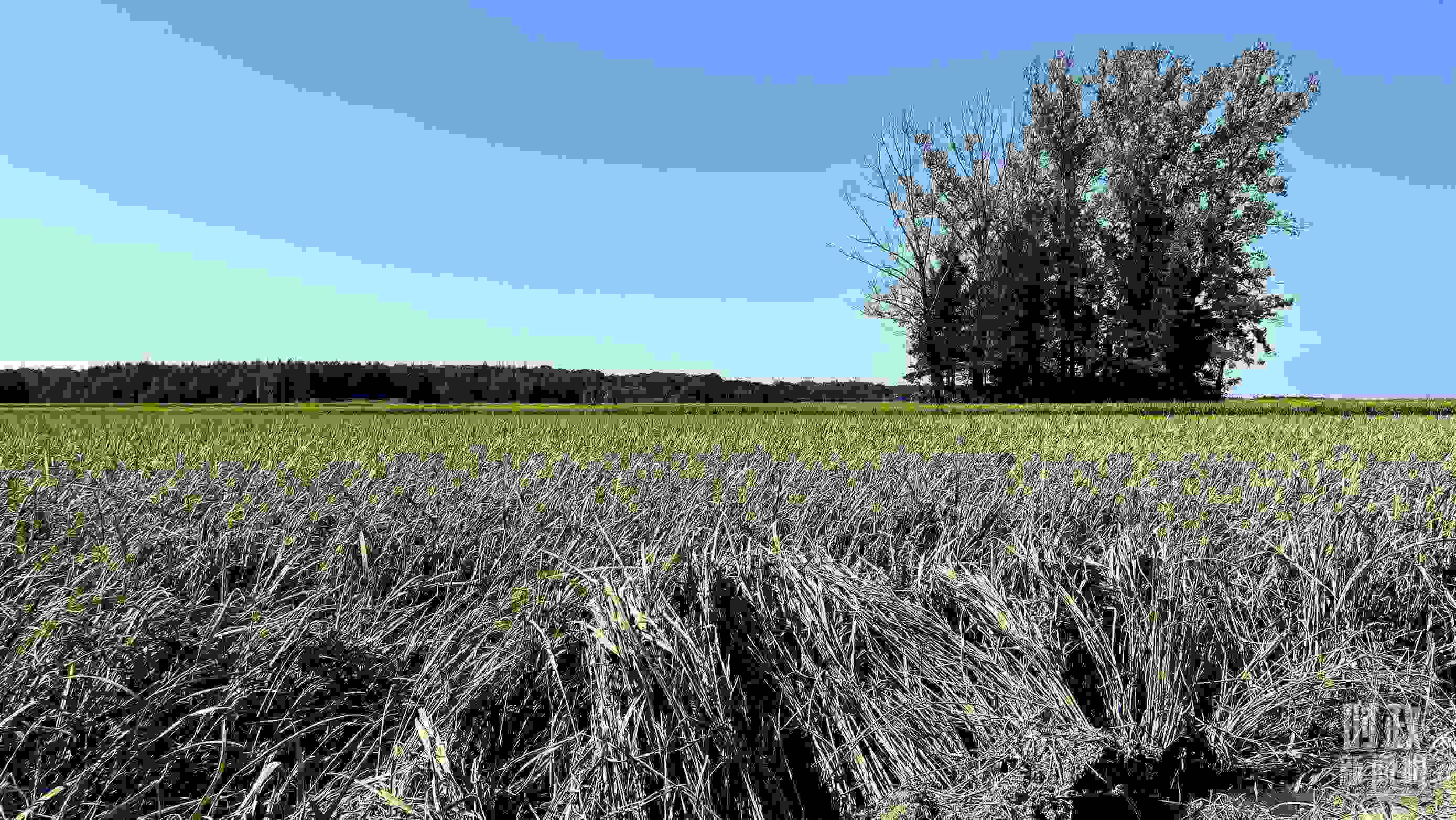 △龍王廟村遭受洪澇災害的農(nóng)田。（總臺央視記者邢彬拍攝）