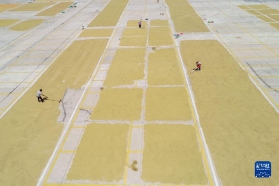 9月16日，村民在貴州省黔東南苗族侗族自治州丹寨縣金泉街道晾曬稻谷（無人機照片）。